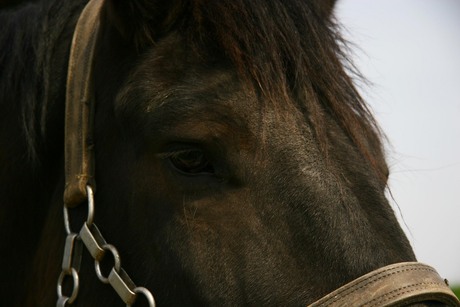 portret van een paard
