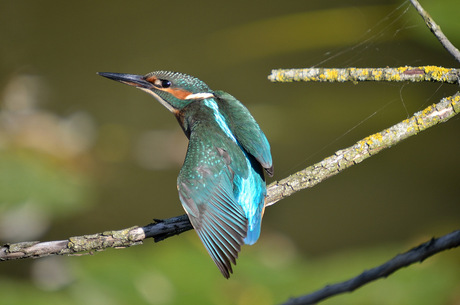 ijsvogel