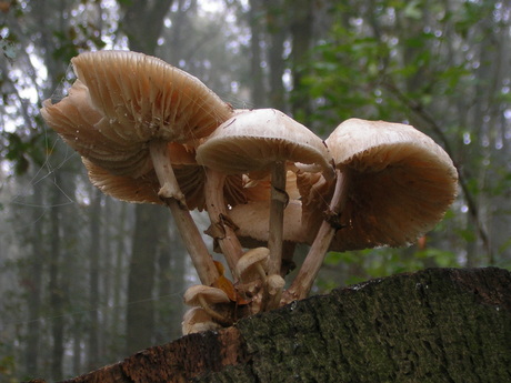 Paddestoelen