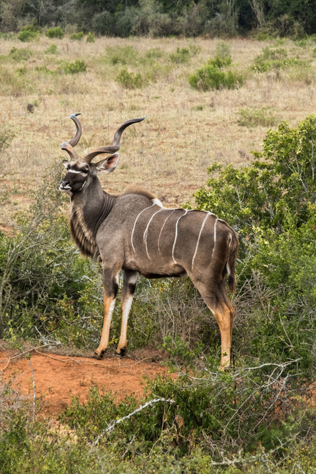 Addo Elephant Park