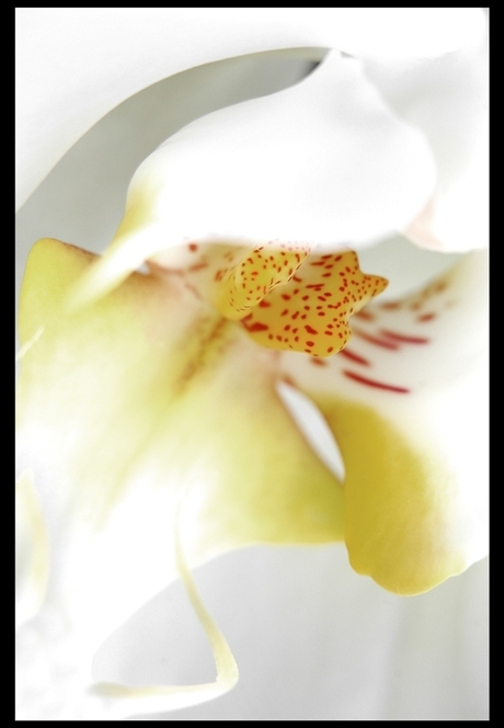 orchidee