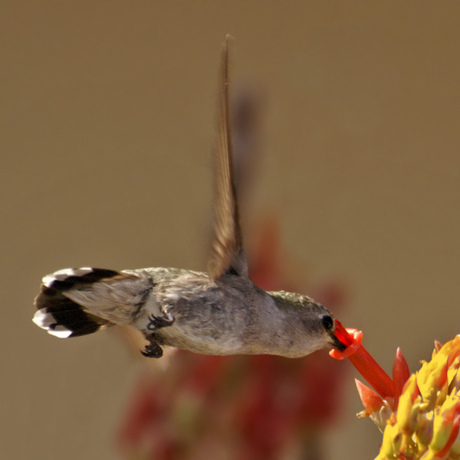 snapshot kolibri