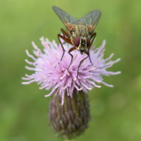 Op een distel