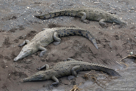 Spitssnuitkrokodil (Crocodylus acutus)