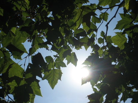 Zoek de zon op!