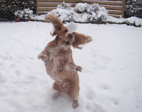 ons hondje in de sneeuw