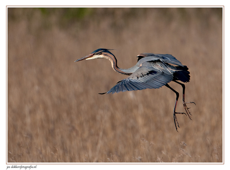 purperreiger