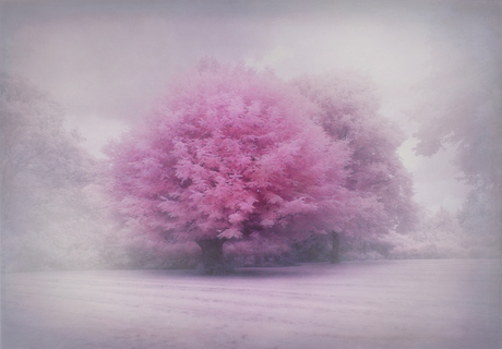 Dreamy Pink #infrared