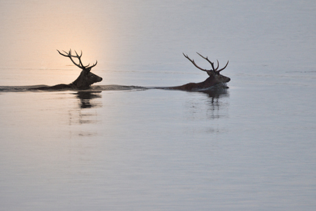 in het water