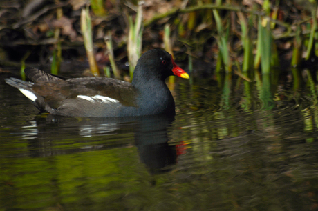 watervogel