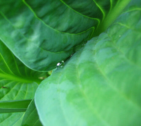 Hosta