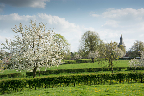 Bloesem in Noorbeek