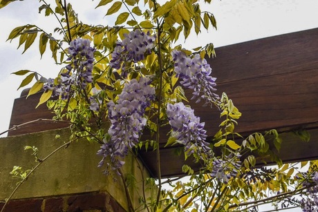 Wisteria, Oosterbeek Airborne begraafplaats