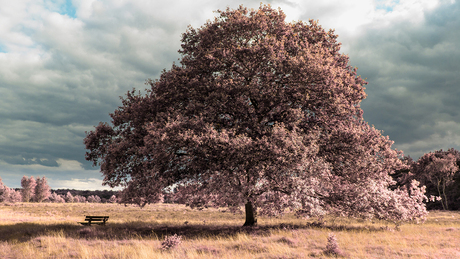 IR Landscape