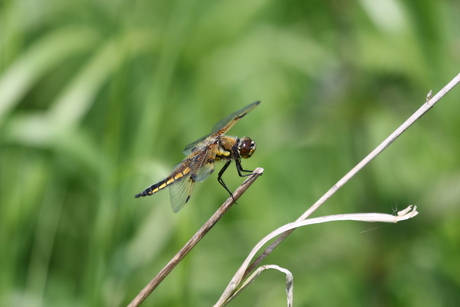 libelle