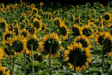 Zonnebloemen