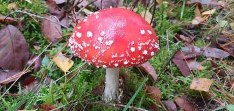 rood met witte stippen