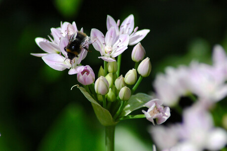 Bijtje op bloem