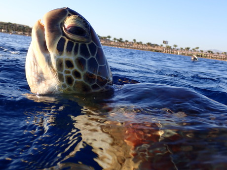 zeeschildpad in Marsa Alam