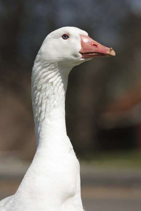 Een waakzame Gans