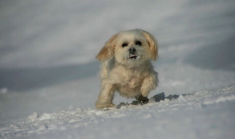 Snowdoggy