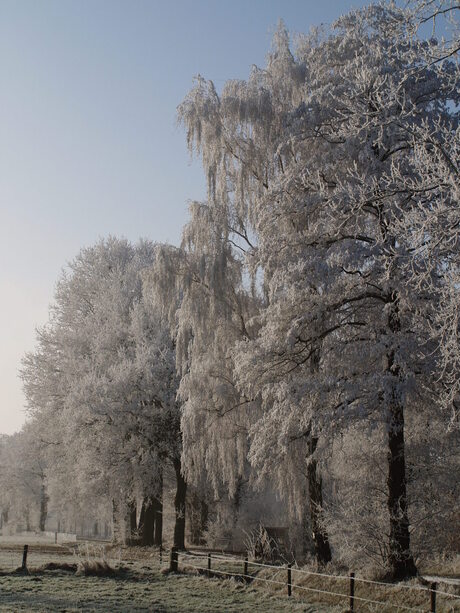 Witte bladeren