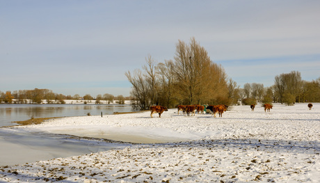 koeien in de sneeuw2