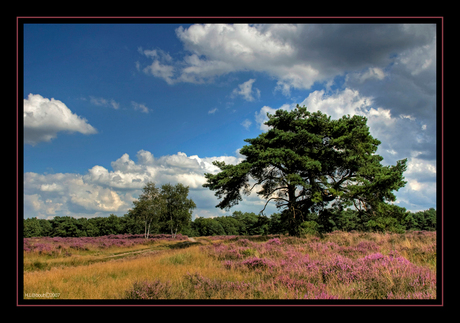 Purple HDR