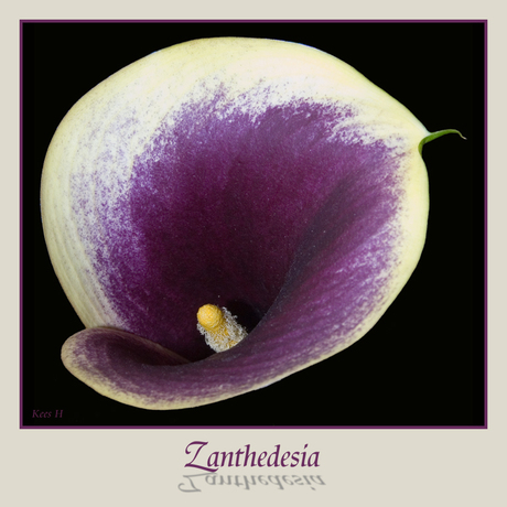 Zanthedesia