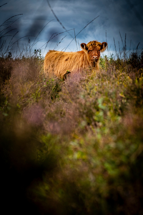 hijkerveld