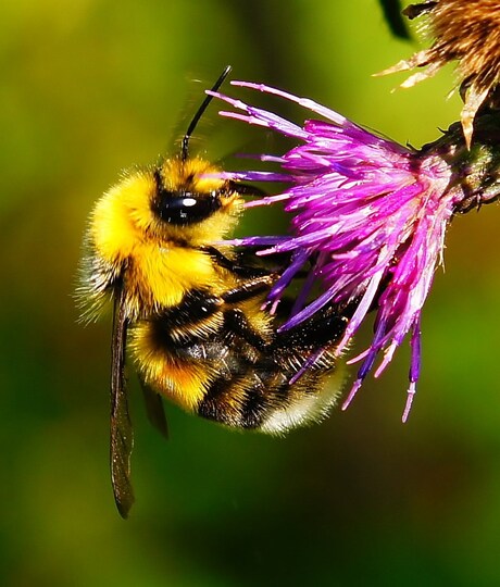 Hommel met distel.