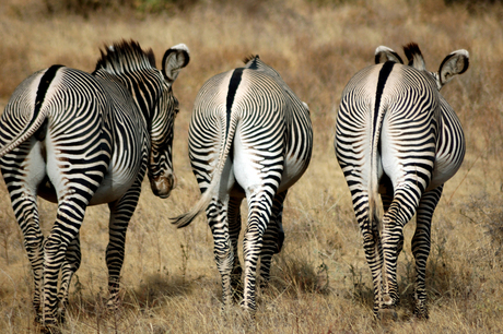 Zebra's