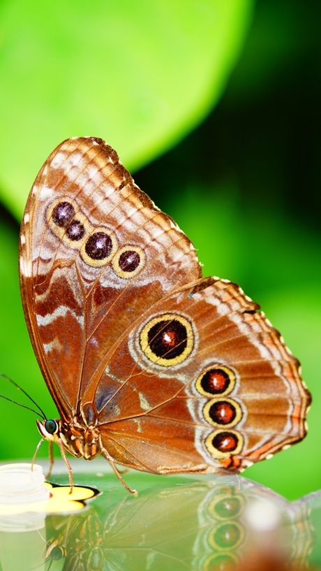 Poserende vlinder
