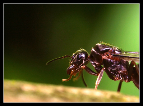 Ant walking