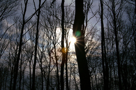Bos met tegenlicht