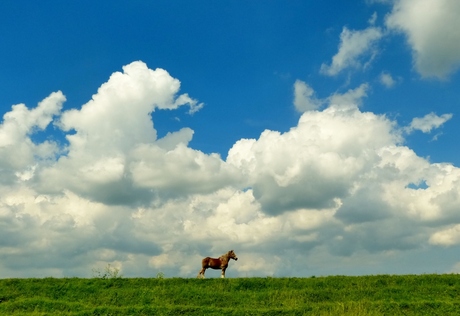 Paard in de wolken.