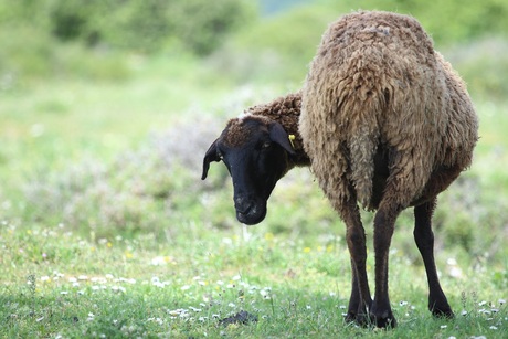 Zwartkop