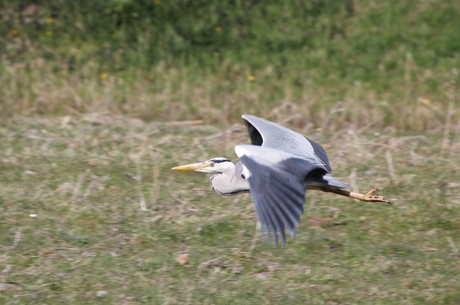 Blauwe Reiger in vlucht