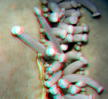 anaglyph stereo red/cyan H-FT012 +10 Detail Starfish (Zeester) Oceanium Blijdorp Zoo Rotterdam 3D