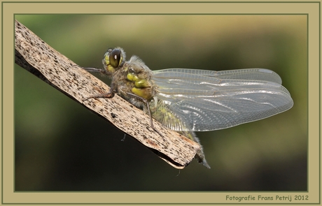 New born dragonfly