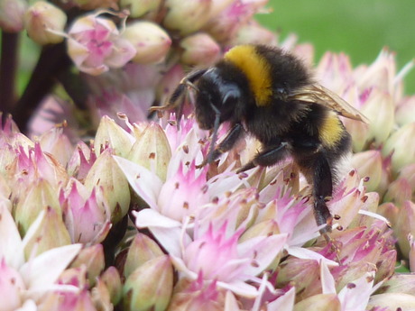 Hommel op plant