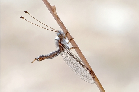 Bubopsis andromache