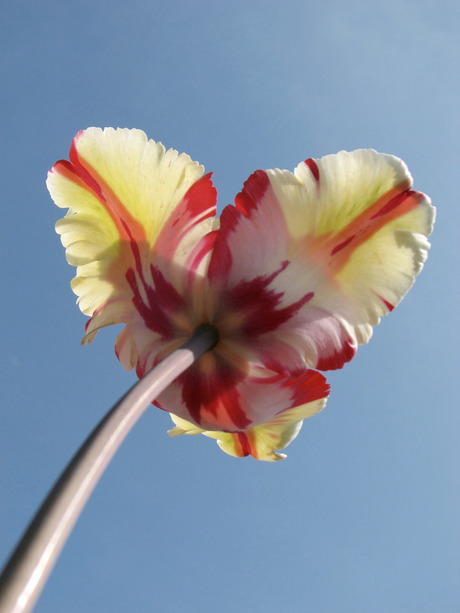 tulp