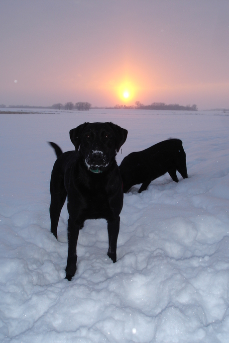 honden in de sneeuw