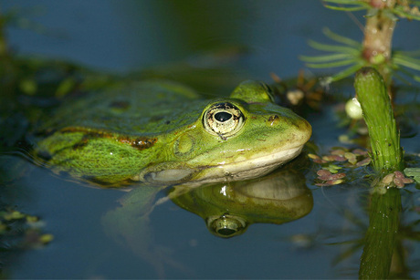 Groene kikker