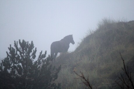 Paard & mist