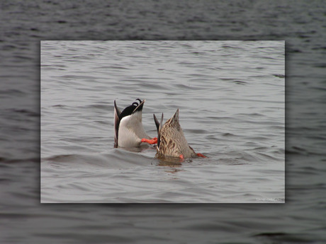 Olympiche-spelen 2008 (synchroon-zwemen)