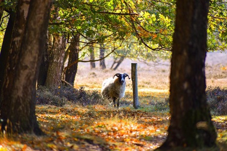 Schaap in het bos