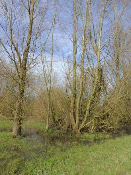 bomen met natte voeten.