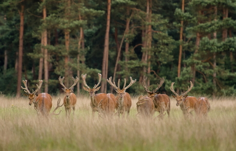 Toekomsthertjes.